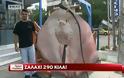 Σαλάχι 290 κιλών στα δίχτυα Ελλήνων ψαράδων