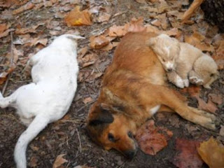Πρέβεζα: Με τοξικά δολώματαδηλητηρίασαν δύο ακόμη σκύλους - Φωτογραφία 1
