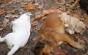 Πρέβεζα: Με τοξικά δολώματαδηλητηρίασαν δύο ακόμη σκύλους