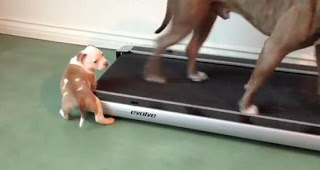 VIDEO: Θα ξετρελαθείτε: Κουτάβι Pit Bull … προσπαθεί να κάνει διάδρομο! - Φωτογραφία 1