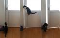 Απίθανη γάτα ανοίγει 5 πόρτες… προς την ελευθερία! [video]