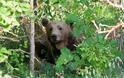 Αρκούδα κατέστρεψε μελίσσια στα Αλέστια [video]