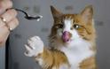 Μια γάτα που λατρεύει... το παγωτό χωνάκι! [video]