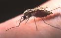 Υγεία: Ο άνθρωπος «μαγνητίζει» την ελονοσία