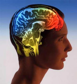 Αντίληψη | Η στροφή των νευροεπιστημών στη γνωστική λειτουργία - Φωτογραφία 1