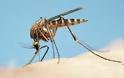 Tρόποι για να ξεφορτωθούμε τα κουνούπια πριν καν εμφανιστούν