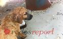 Ανήλικοι αθίγγανοι έπνιγαν σκυλιά στο Καρνάγιο χθες το μεσημέρι - Φωτογραφία 2