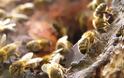 Κροατικές μέλισσες ανιχνεύουν... νάρκες