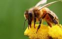 Εκπαιδευμένες μέλισσες εντοπίζουν εκρηκτικά