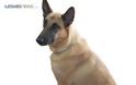 Πέθανε η Σάντυ: το σκυλί που συνδέθηκε με τις μεγάλες επιτυχίες του Λιμεναρχείου Μυτιλήνης