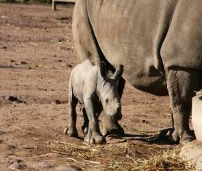 Αυστραλία: Γεννήθηκε άσπρος ρινόκερος - Φωτογραφία 1