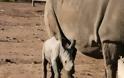 Αυστραλία: Γεννήθηκε άσπρος ρινόκερος - Φωτογραφία 1