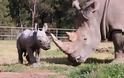 Αυστραλία: Γεννήθηκε άσπρος ρινόκερος - Φωτογραφία 2