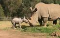 Αυστραλία: Γεννήθηκε άσπρος ρινόκερος - Φωτογραφία 3