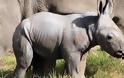 Αυστραλία: Γεννήθηκε άσπρος ρινόκερος - Φωτογραφία 4