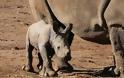 Αυστραλία: Γεννήθηκε άσπρος ρινόκερος - Φωτογραφία 5