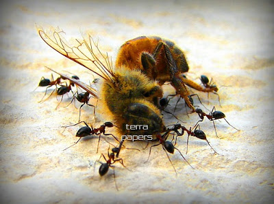 Η Monsato Φτιάχνει Ρομποτικές Μέλισσες για Επικονίαση!!! - Φωτογραφία 3