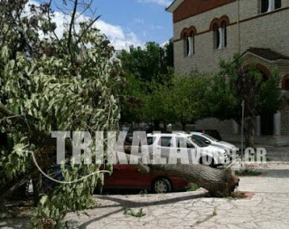 Ξεριζώθηκε δέντρο πίσω από τη Μητρόπολη των Τρικάλων - Φωτογραφία 1