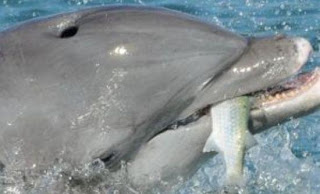 Η Ινδία απαγορεύει τα “σόου” με αιχμάλωτα δελφίνια - Φωτογραφία 1
