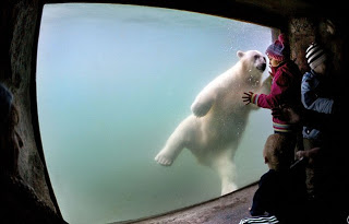 Η πολική αρκούδα που έχει κλέψει τις εντυπώσεις - Φωτογραφία 1
