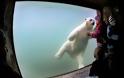 Η πολική αρκούδα που έχει κλέψει τις εντυπώσεις - Φωτογραφία 1