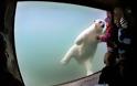 Η πολική αρκούδα που έχει κλέψει τις εντυπώσεις - Φωτογραφία 2