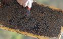 Επιδημία... κλοπής μελισσιών στα Γρεβενά