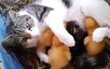 Γάτα γίνεται μάνα σε τρία παπάκια και τα θηλάζει μαζί με τα γατάκια της! [video]