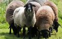 «Αδέσποτα» πρόβατα ψάχνουν τον ιδιοκτήτη τους