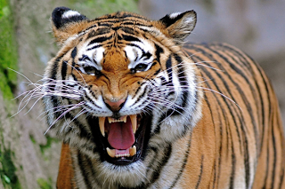 Αγγλία: Νεκρή από επίθεση τίγρης - Φωτογραφία 1