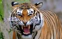 Αγγλία: Νεκρή από επίθεση τίγρης