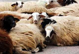 Γαστούνη: Eίκοσι πρόβατα έκαναν φτερά... - Φωτογραφία 1