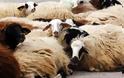 Γαστούνη: Eίκοσι πρόβατα έκαναν φτερά...