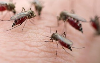Θα μας «φάνε» τα κουνούπια! - Περιοχές υψηλού κινδύνου Αχαΐα-Ηλεία-Αιτωλ/νία - Kαθυστέρησαν οι ψεκασμοί λόγω έλλειψης χρημάτων - - Φωτογραφία 1