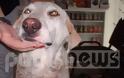 Ηλεία: Έδεσε το σκύλο του με σύρμα προκαλώντας του σοβαρά τραύματα - Δικάζεται για κακoποίηση