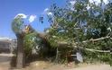 Έπεσαν δέντρα στη Λαμία από τους ισχυρούς ανέμους - Φωτογραφία 1