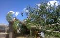 Έπεσαν δέντρα στη Λαμία από τους ισχυρούς ανέμους - Φωτογραφία 2