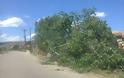 Έπεσαν δέντρα στη Λαμία από τους ισχυρούς ανέμους - Φωτογραφία 3