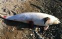 Νεκρό δελφίνι ξεβράστηκε μπροστά σε ξενοδοχείο του Ρίου