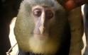 Ο πίθηκος με ανθρώπινα μάτια στα καλύτερα νέα είδη - Φωτογραφία 1
