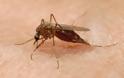 Κουνούπια: Πέντε μύθοι και αλήθειες για τα πιο ενοχλητικά έντομα του καλοκαιριού