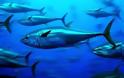Βιώσιμη διαχείριση της αλιείας τόνου για το 2013 επιθυμεί η ΕΕ