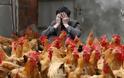 Συναγερμός για τον μεταλλαγμένο ιό της γρίπης των πτηνών