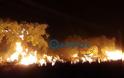 Δείτε φωτογραφίες από τη φωτιά στη Κυπαρισσία - Φωτογραφία 3