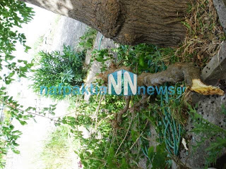 Nαύπακτος: Οι θυελλώδεις άνεμοι έσπασαν δέντρα στη Γαβρολίμνη - Φωτογραφία 1