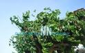 Nαύπακτος: Οι θυελλώδεις άνεμοι έσπασαν δέντρα στη Γαβρολίμνη - Φωτογραφία 3