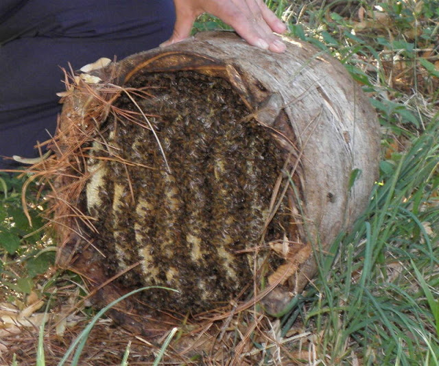 3183 - Μελισσοκομία με κοφίνι στο Άγιο Όρος - Φωτογραφία 5