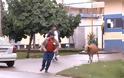 Κριάρι τρομοκρατεί τους κατοίκους σε γειτονιά της Βραζιλίας [Video]
