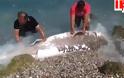 Ρόδος: Τρίμετρο καρχαριοειδές... βγήκε στη στεριά! [video]