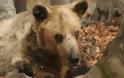 Πέθανε στη Φλώρινα ο γηραιότερος αρκούδος του κόσμου